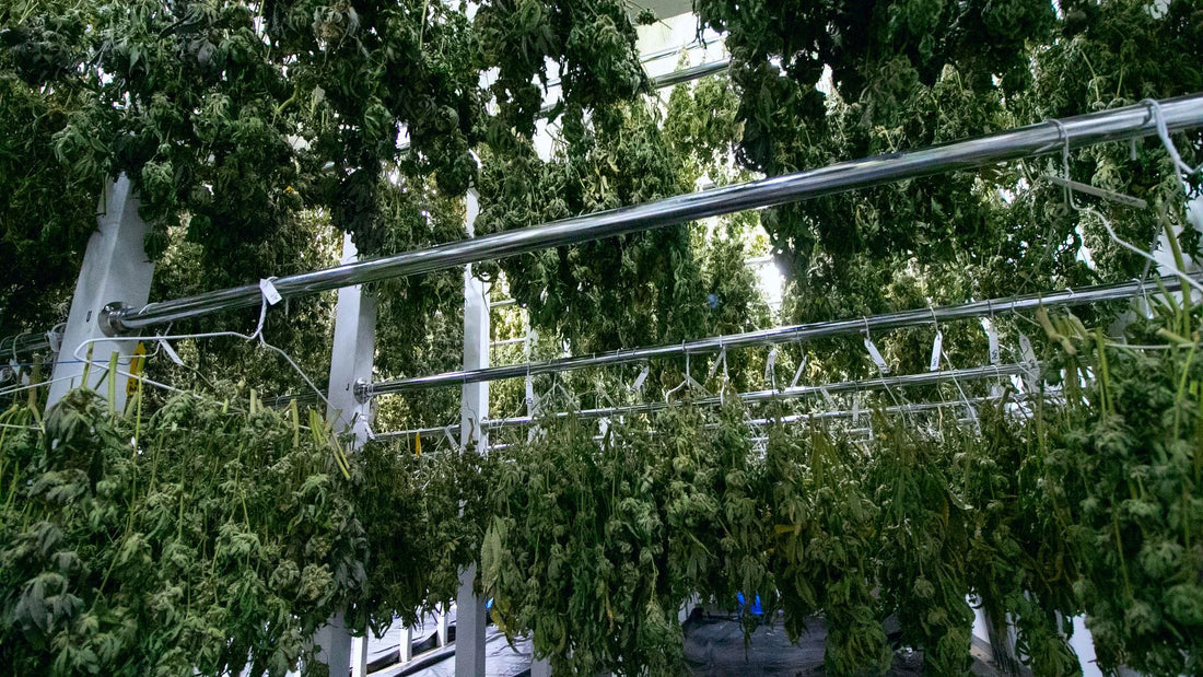 How To Dry Buds Safely For Optimal Terpene Preservation