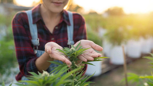 How To Prepare For A Long Growing Season