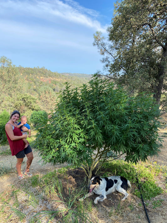 Cost Effective Cannabis: Cultivating Using Your Ecosystem
