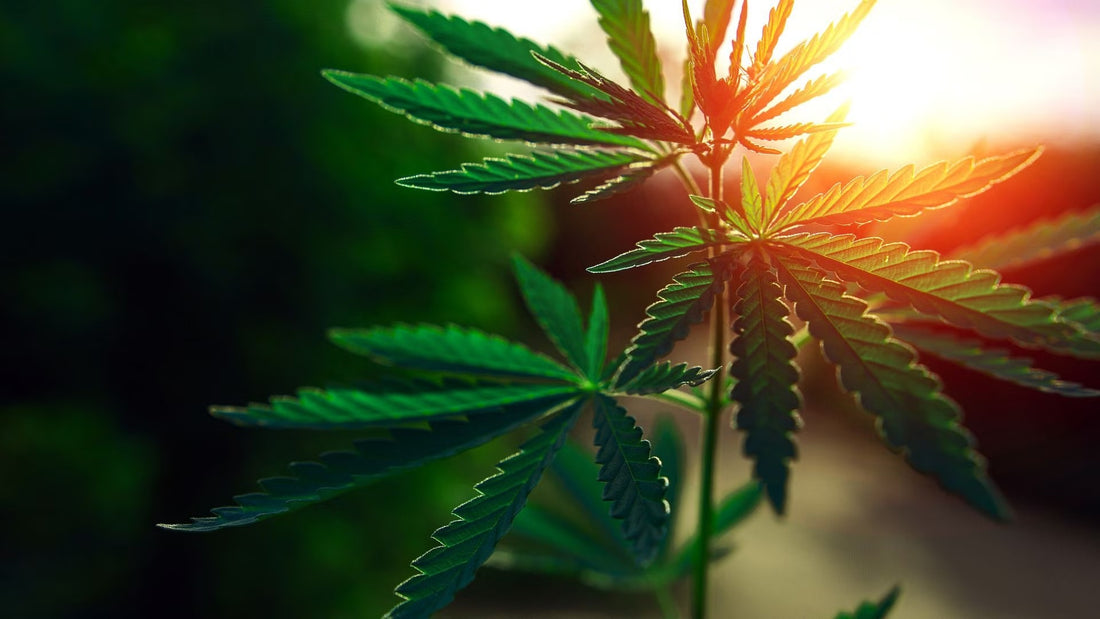Most Common Cannabis Deficiencies