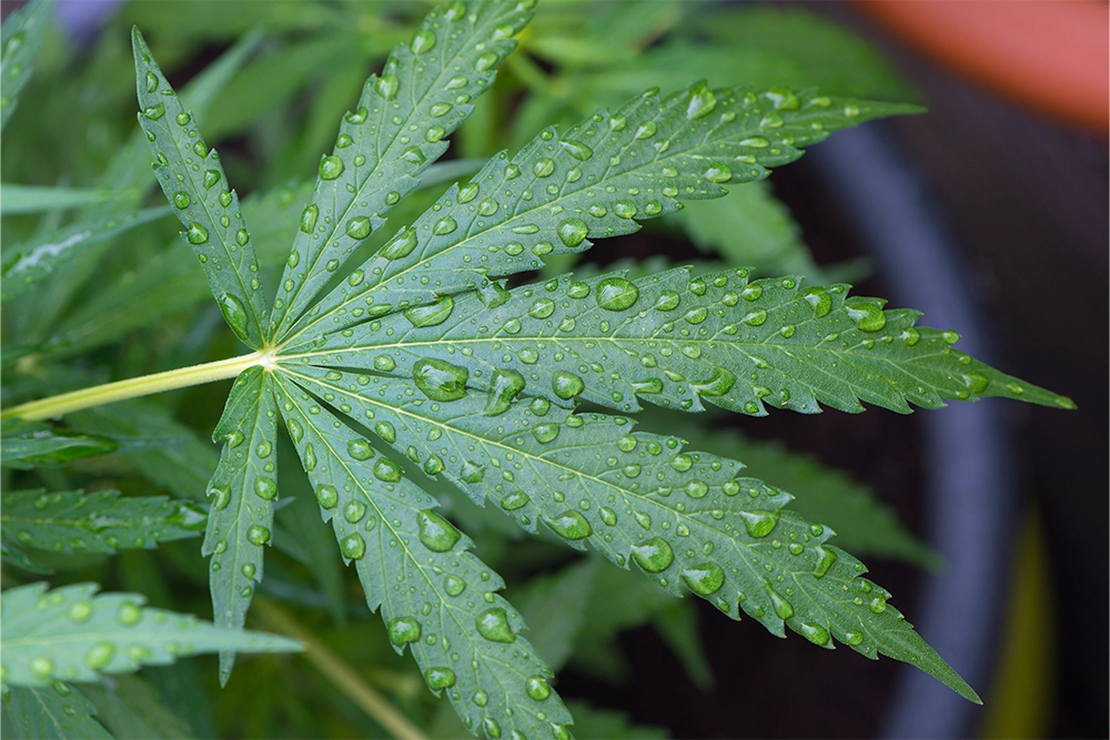 How to Water Your Cannabis Plants