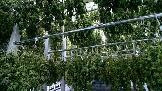 How To Dry Buds Safely For Optimal Terpene Preservation