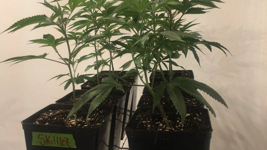 Optimizing Cuttings For Cannabis Cloning