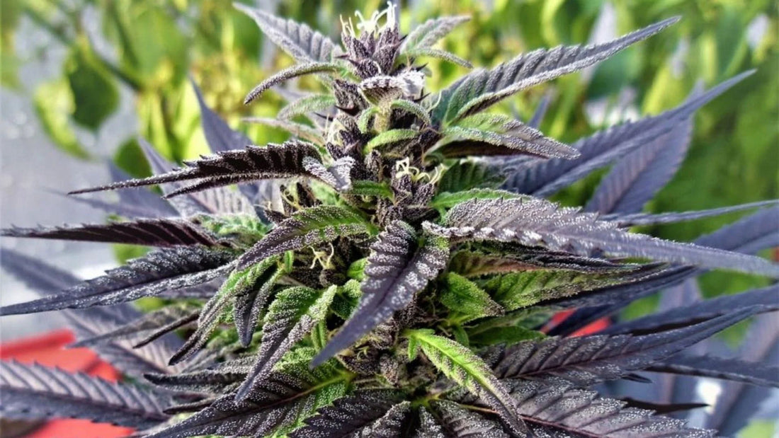 How To Learn From Your Last Grow To Improve Your Next Grow