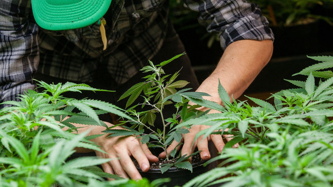 Farmer planting cannabis in the ground