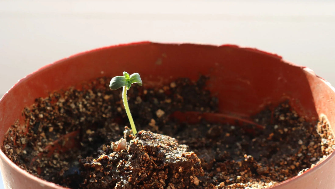 Making Your Own Cannabis Potting Mix