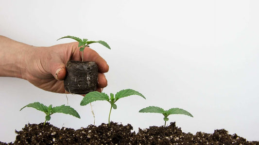 Cannabis Seedling And Clone Care: Ensuring Vigor And Health