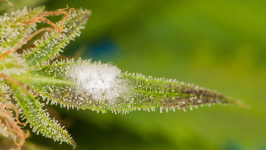 What To Do If You Find Mold After Harvest