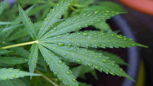 Optimize Your Garden With Irrigation