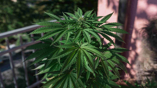 The Basics Of Growing Autoflowers Outdoors: From Seed To Harvest