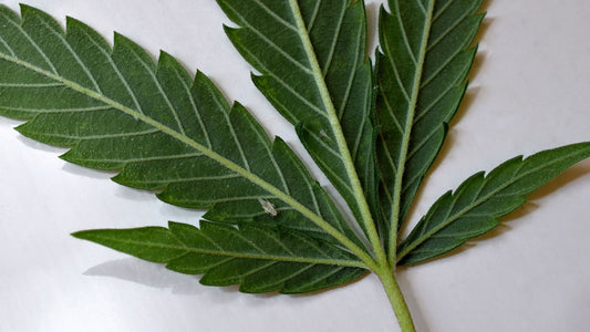 Aphids on cannabis leaf