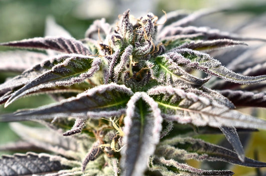 How to Harvest Cannabis at the Perfect Time