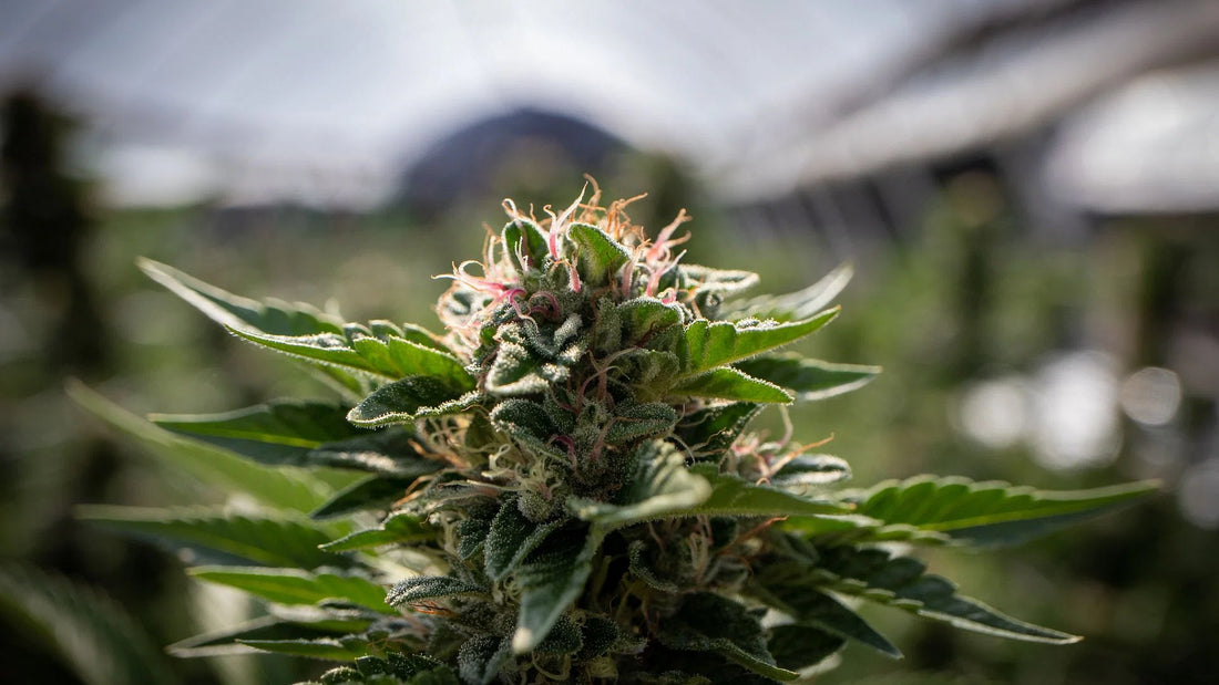 Synthetic vs Organic Fertilizers for Cannabis