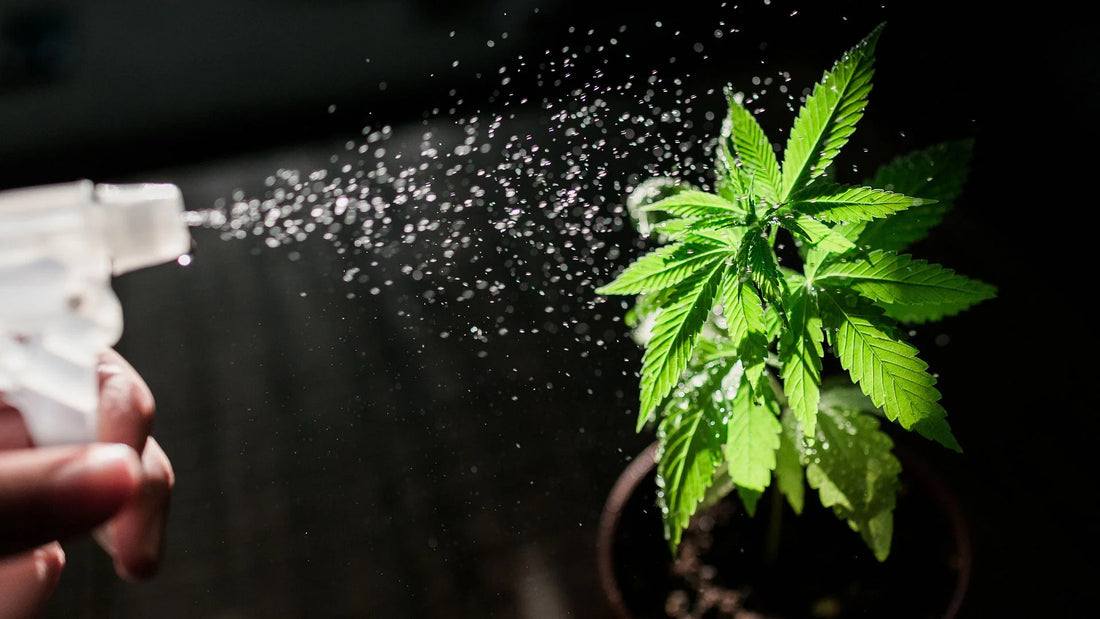 When And Why, You Should Foliar Your Cannabis Plants