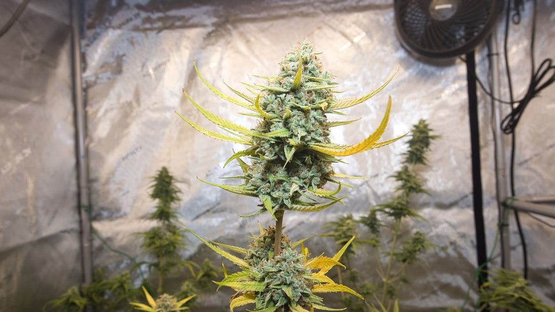 Starting An Indoor Grow Tent: Year-Round Gardening Made Easy