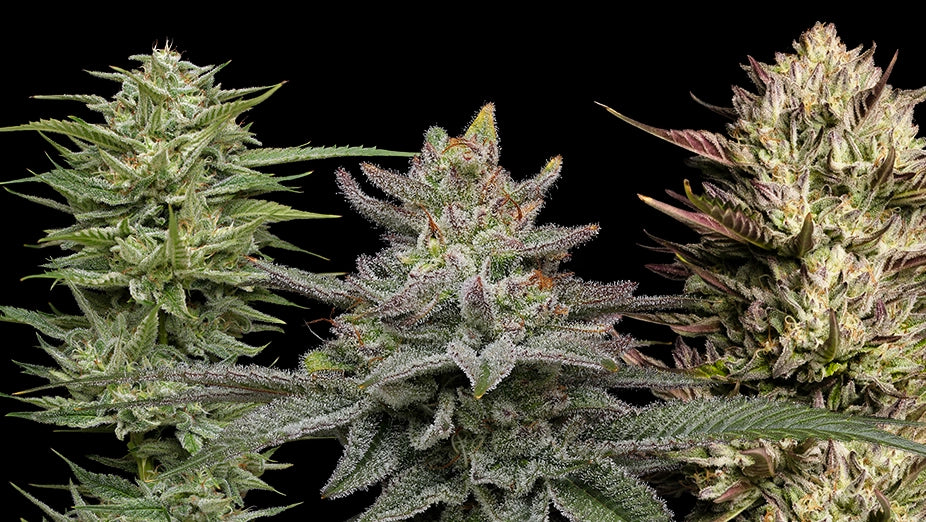 10 High-THC Strains Guaranteed To Liven Up Your Grow