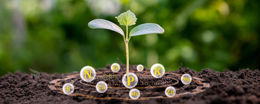 18 Cannabis Nutrients First-Time Growers Need to Know