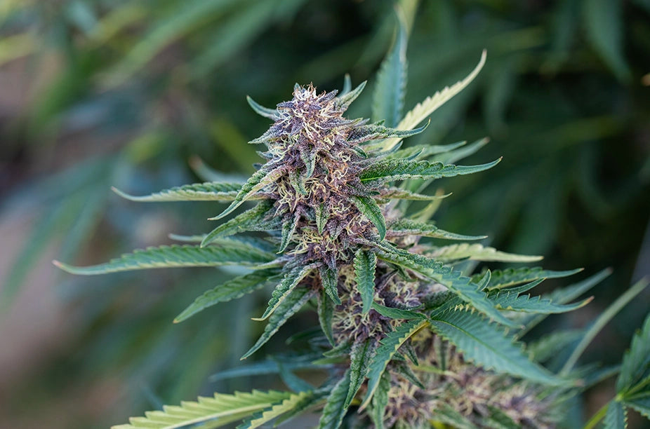Flowering: Over Ripe Buds and Under Ripe Buds – Queen of the Sun Grown