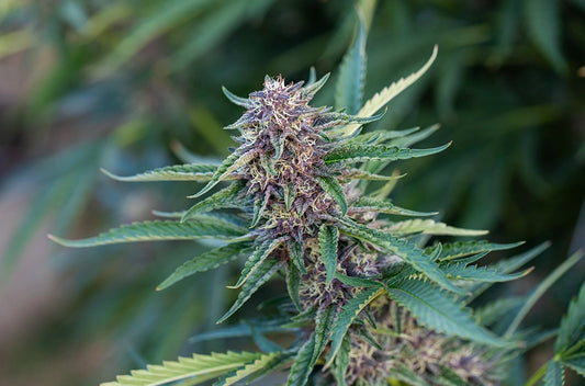 Flowering: Over Ripe Buds and Under Ripe Buds