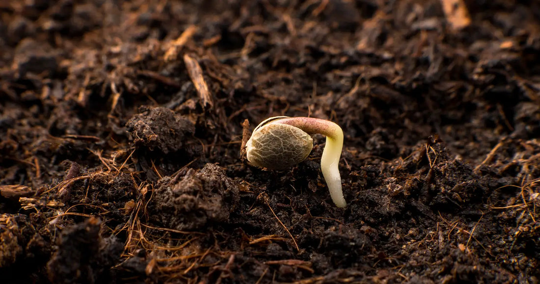 The Best Soil for Growing Cannabis