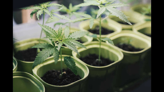Starting Cannabis Plants Indoors