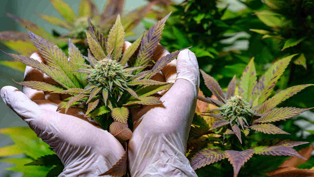 Transitioning Nutrients From Vegetative To Flowering Phase