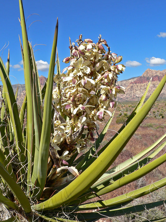Harnessing the Power of Yucca Root: Transforming Organic Gardening