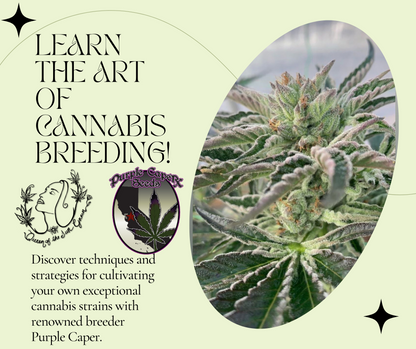 Holistic Horticulture Class Series: Seed Sovereignty - Cannabis Breeding Class with Purple Caper (Part 11)