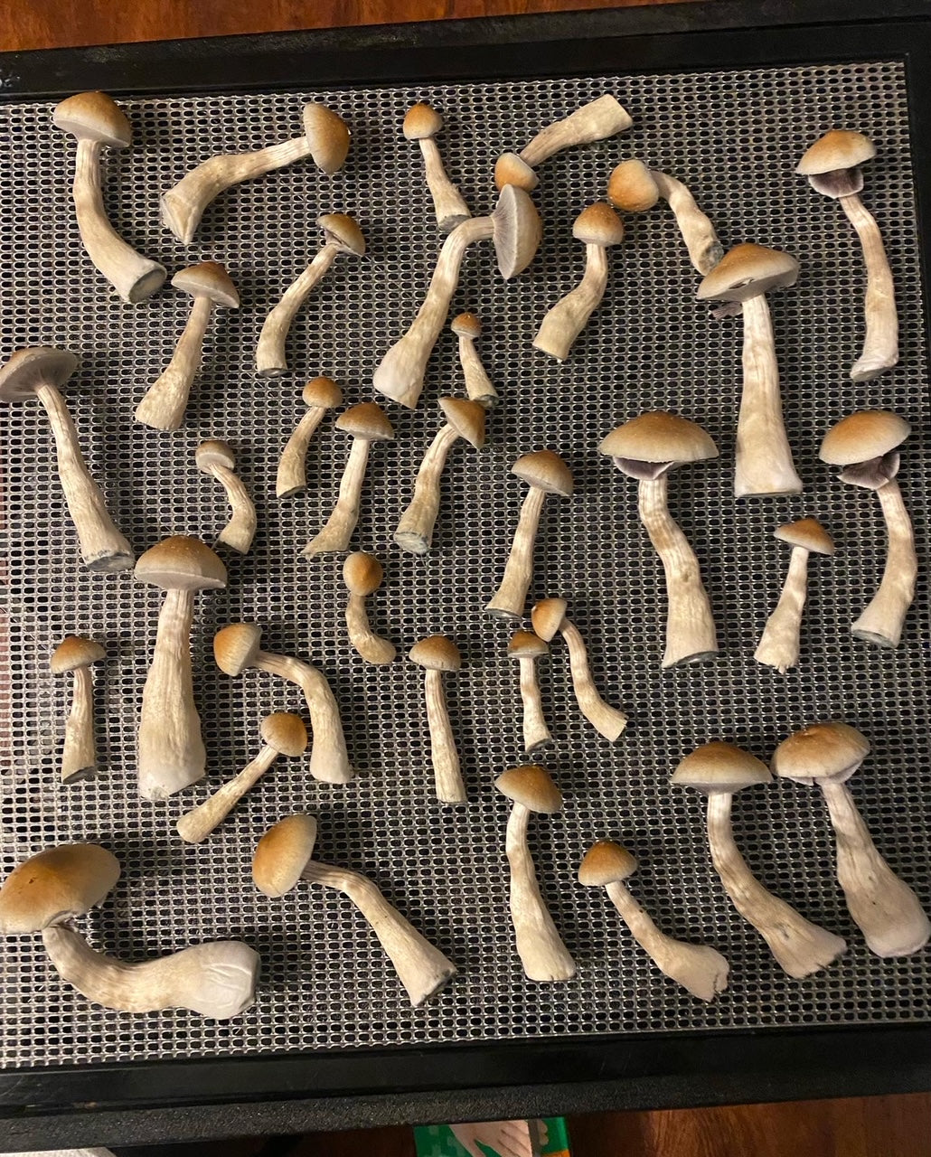Mushroom Mono Tub Grow Along Kit