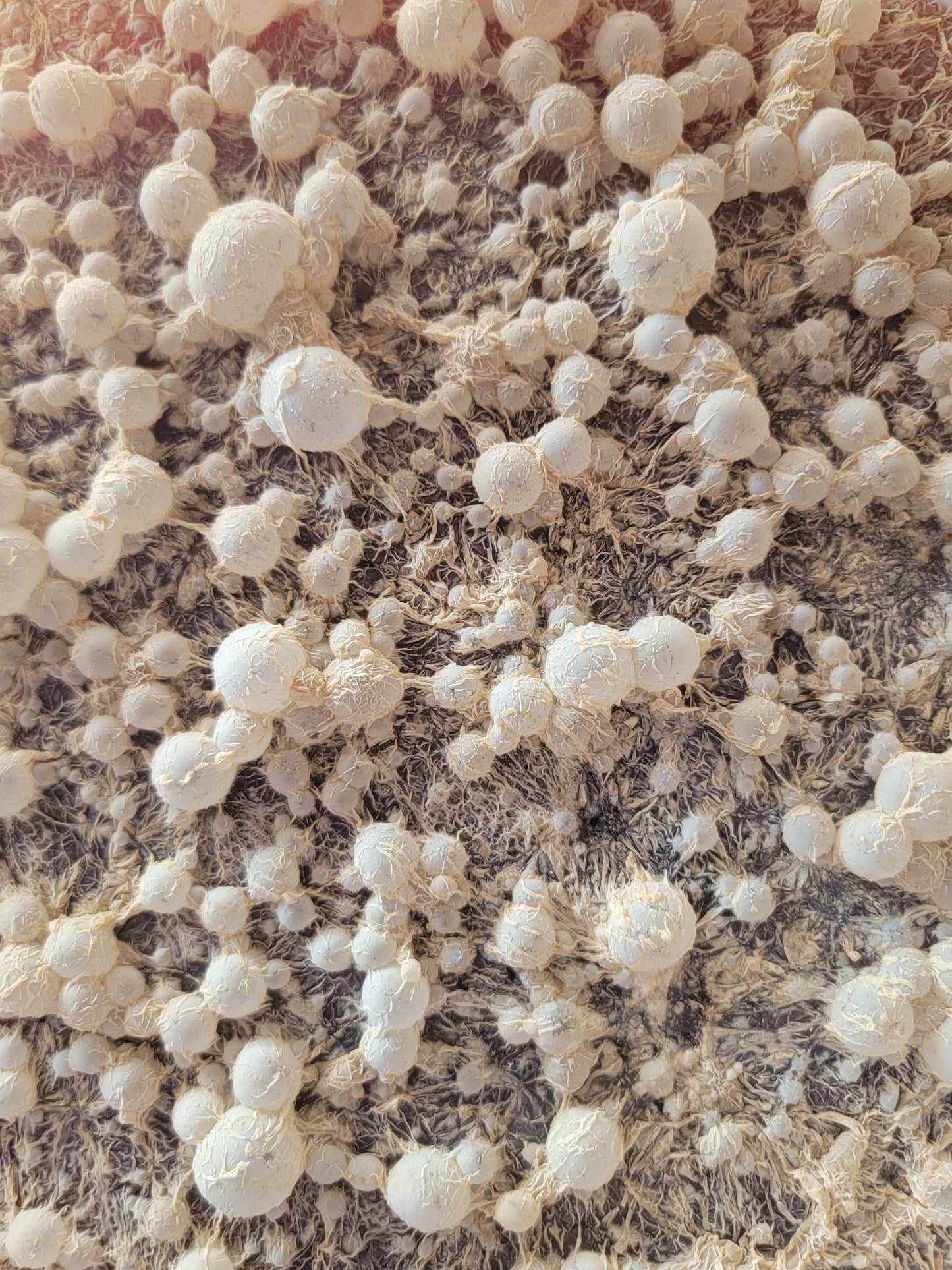 BrewKashi Microbial Activator Lactic Acid Bacteria