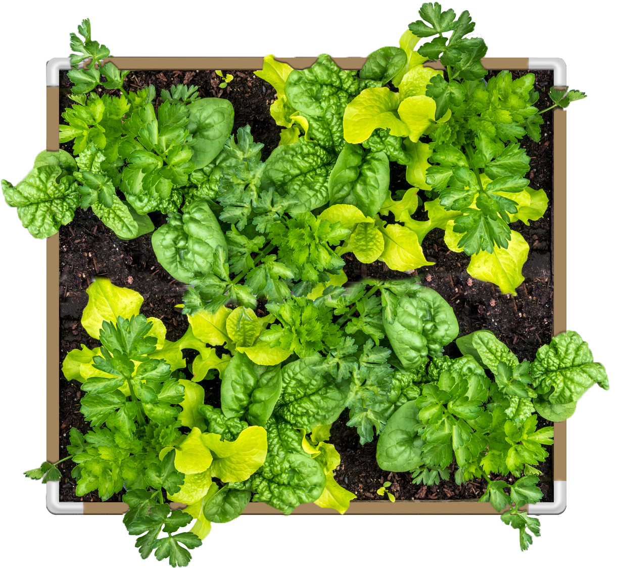 Grassroots Raised Beds